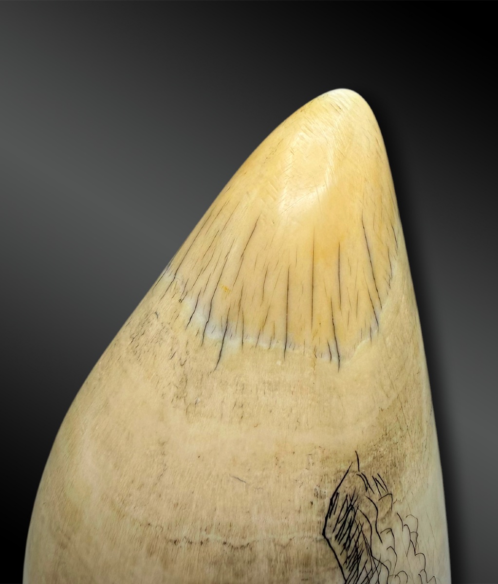 SCRIMSHAW - Europe - XIXème siècle-photo-1