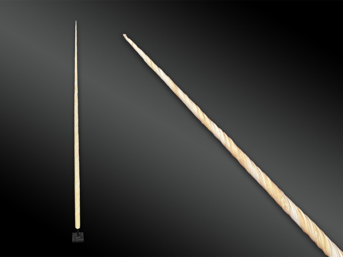 Monoceros Narwhal Tooth - France - 20th Century-photo-2
