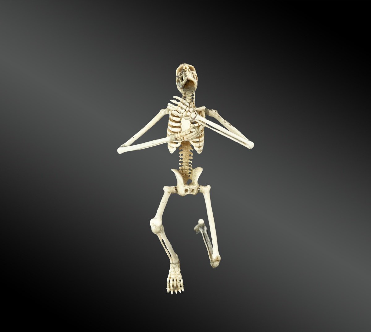 Vanité Figurant Un Squelette à Genou - XXème Siècle -photo-2