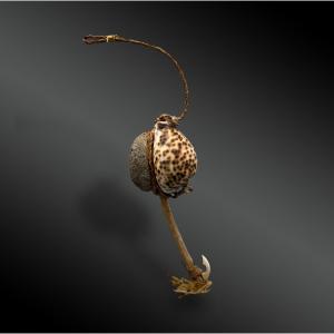 LEURRE / HAMECON à POULPE  appelé Makau cu hee - Hawaï, Pacifique central - Fin du XIXème siècl