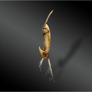 HAMEÇON paa - Îles de la Société, Polynésie française  - XIXème siècle