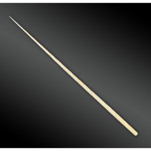 Monoceros Narwhal Tooth - France - 20th Century