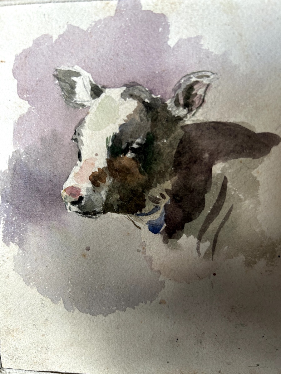 Aquarelle études de veaux et génisse par Odette Bertrand  dit Dett (1855-1972) -photo-2