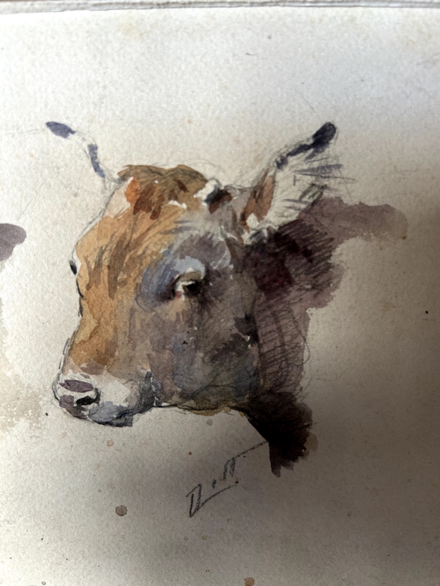 Aquarelle études de veaux et génisse par Odette Bertrand  dit Dett (1855-1972) -photo-3