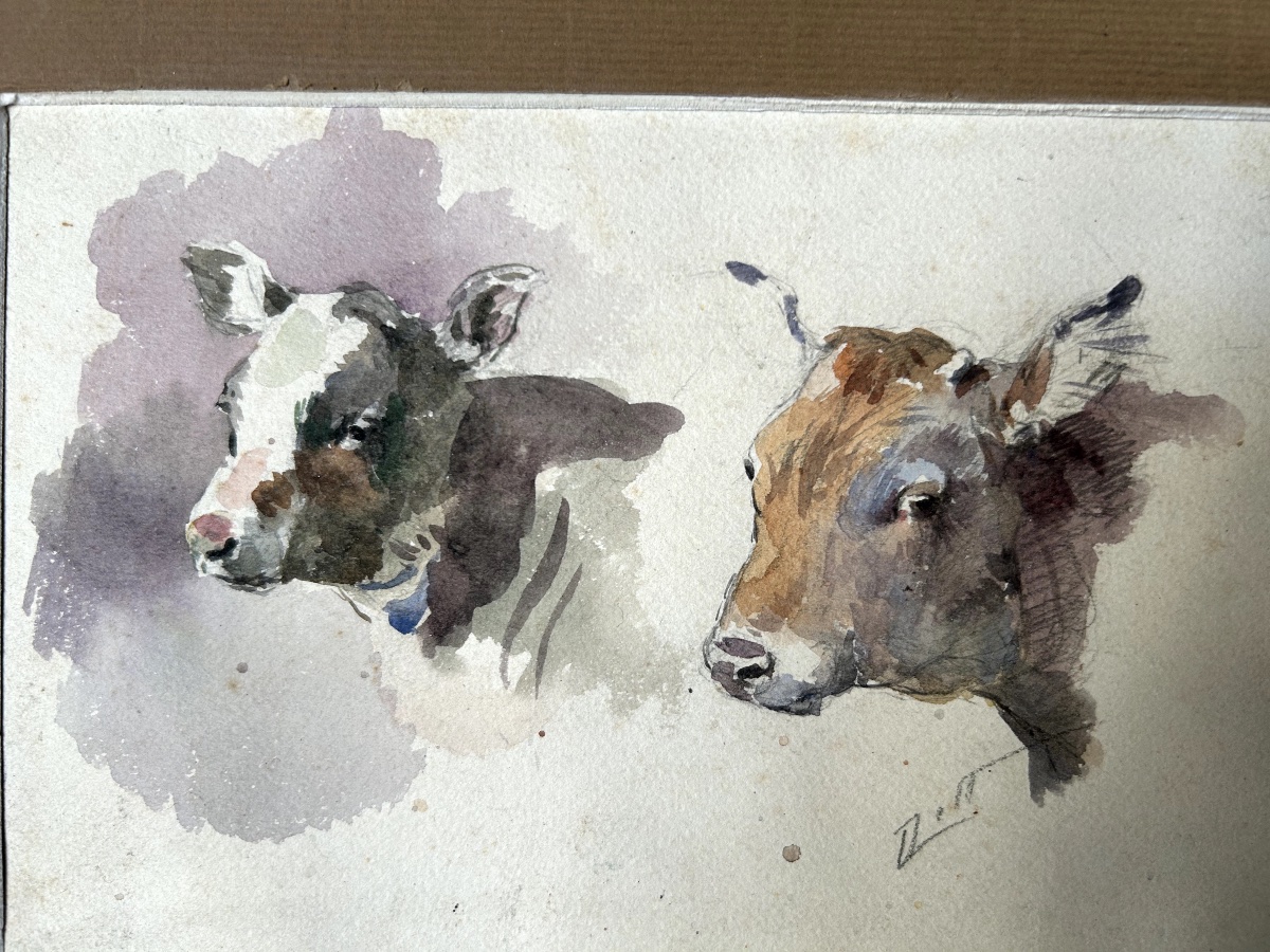 Aquarelle études de veaux et génisse par Odette Bertrand  dit Dett (1855-1972) -photo-4