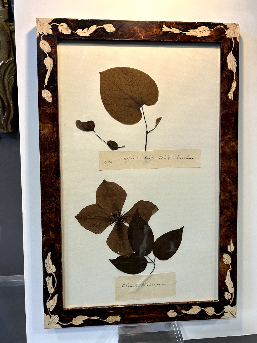 Six Planches d'Herbier Ancien-photo-3