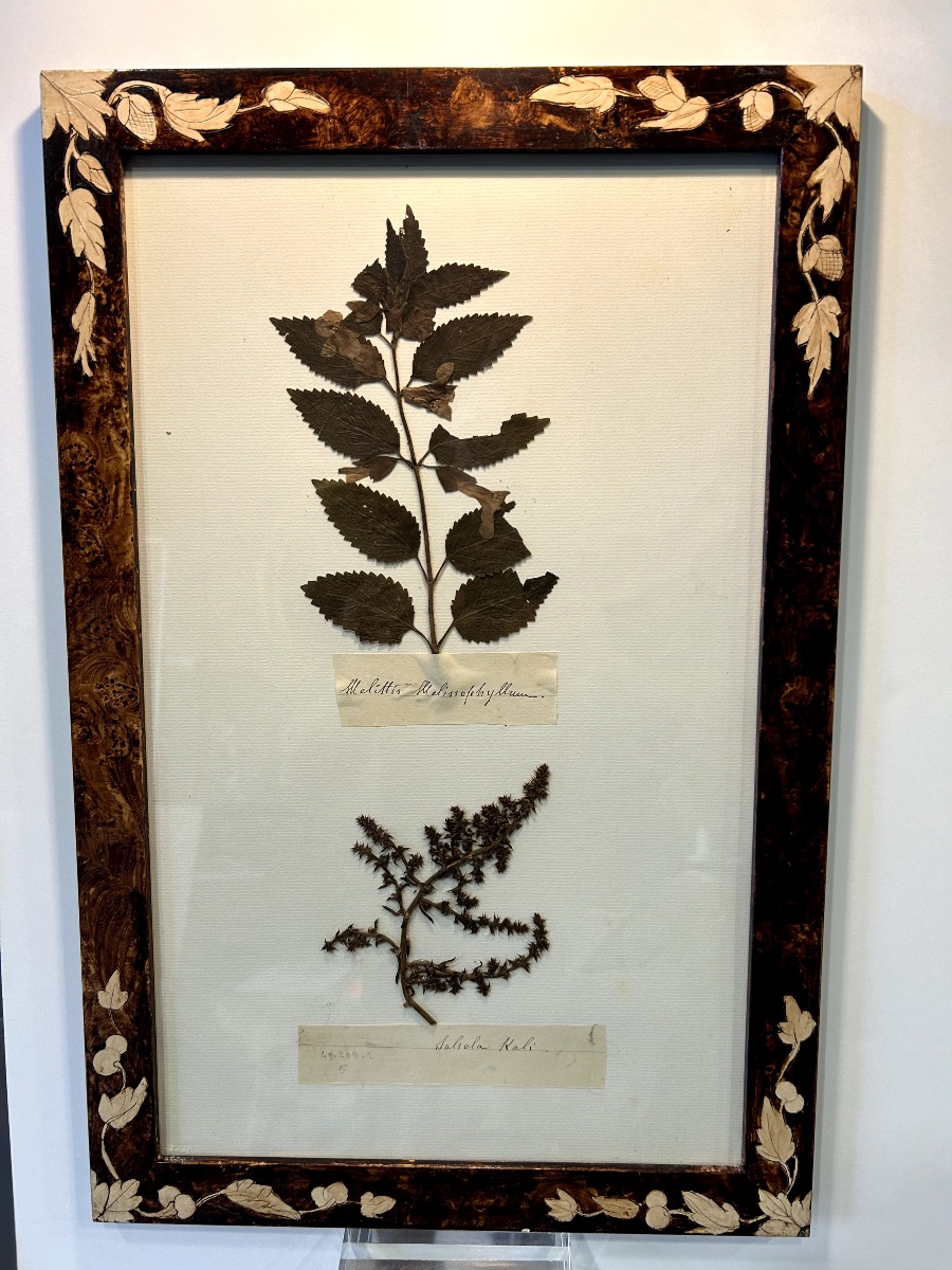 Six Planches d'Herbier Ancien-photo-1
