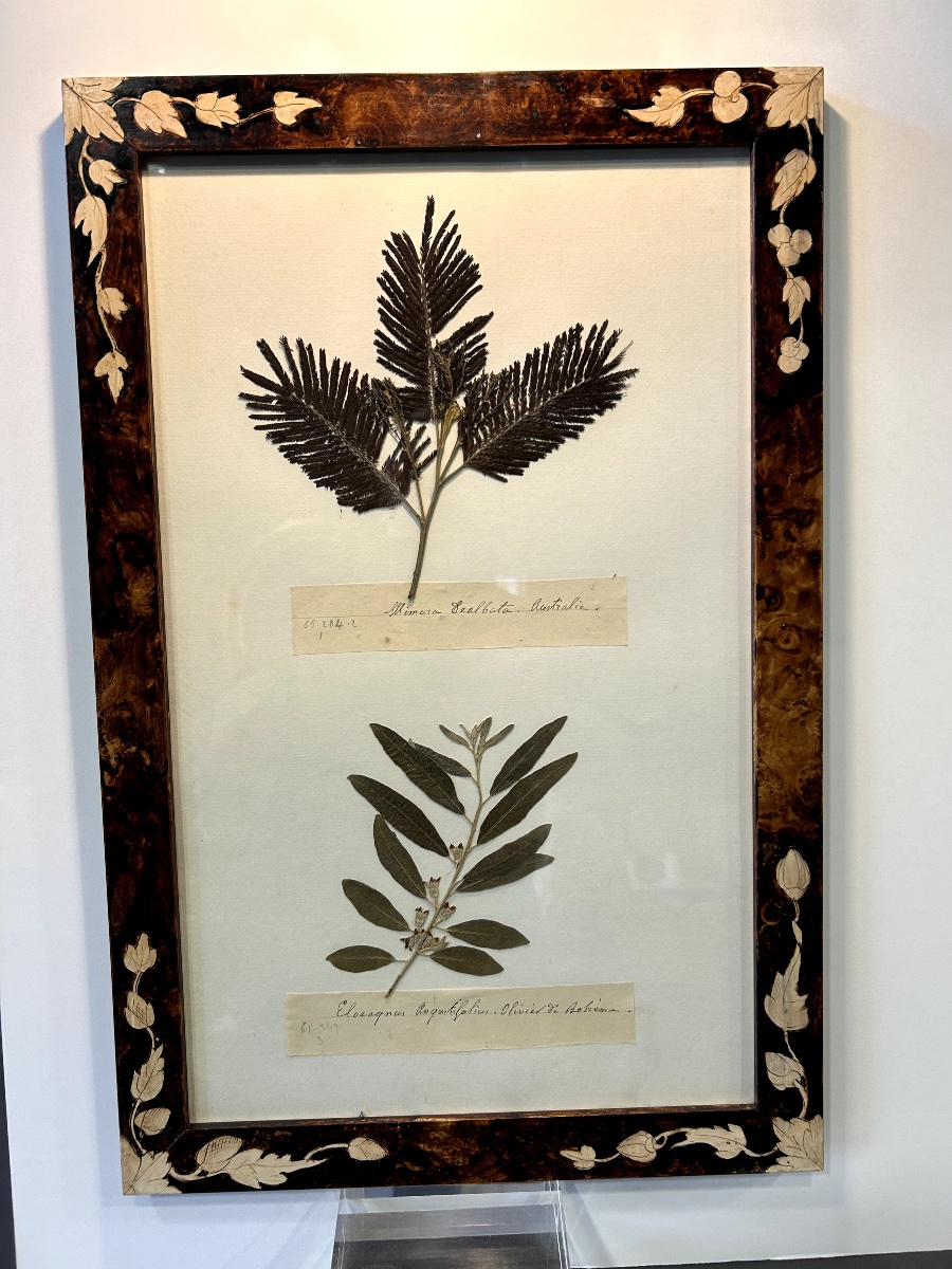 Six Planches d'Herbier Ancien-photo-2