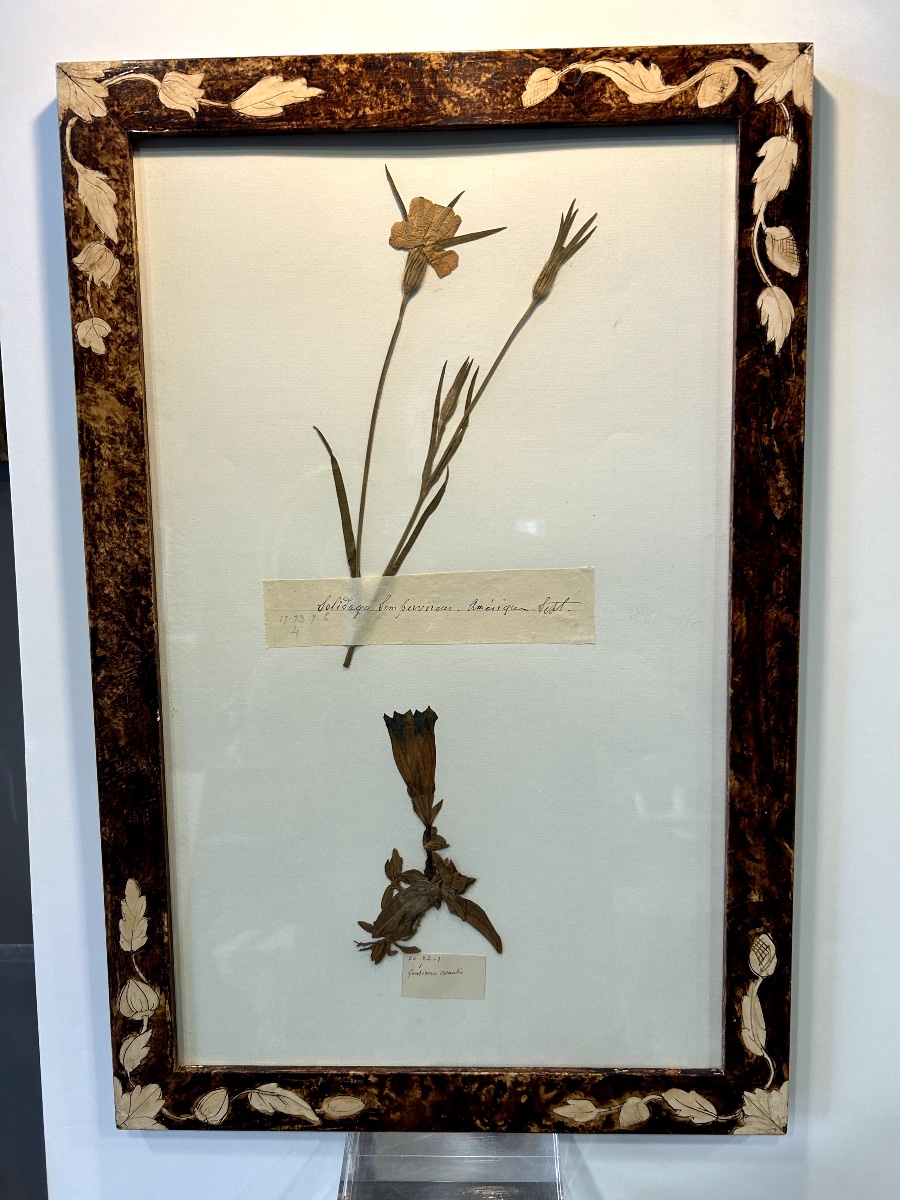 Six Planches d'Herbier Ancien-photo-3