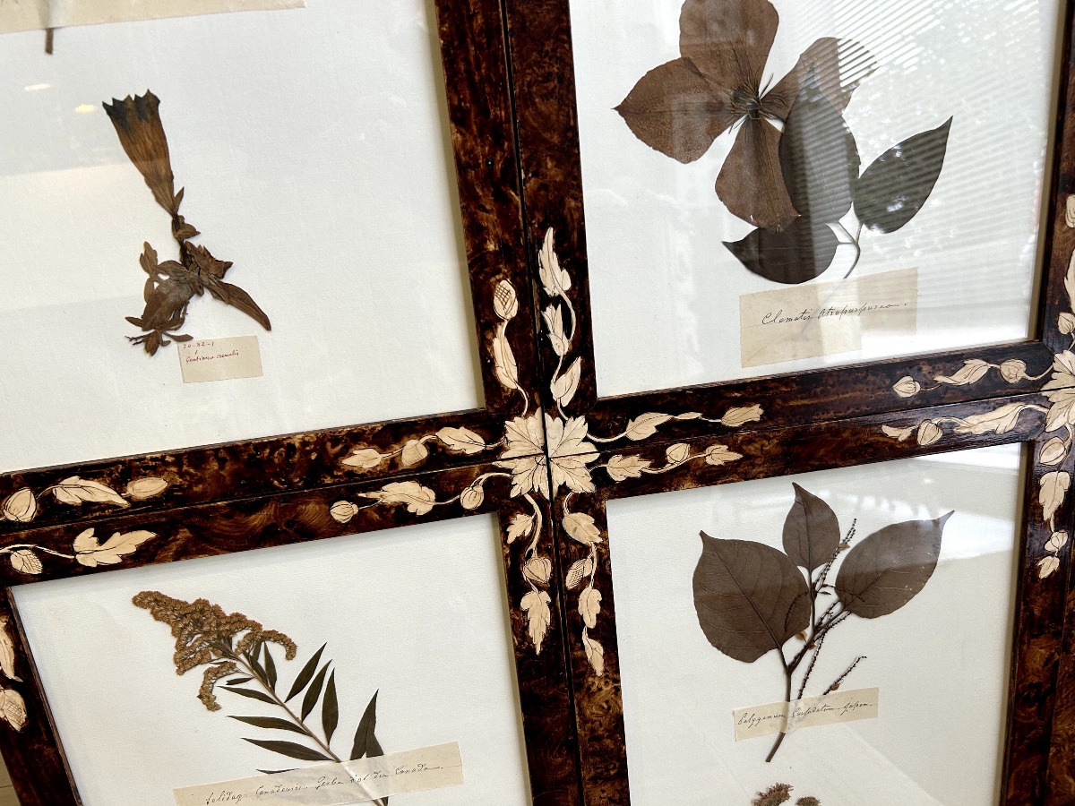 Six Planches d'Herbier Ancien-photo-4