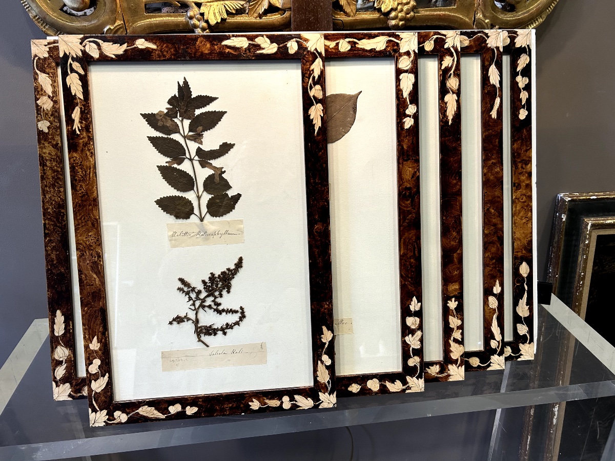 Six Planches d'Herbier Ancien-photo-5