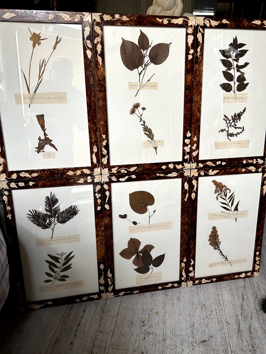 Six Planches d'Herbier Ancien