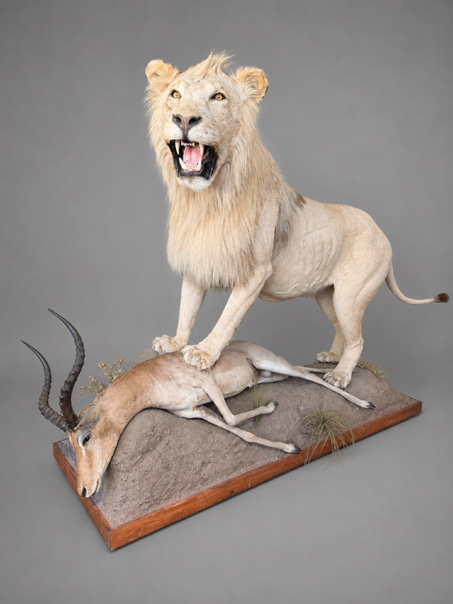 Large Taxidermied Lion -photo-2