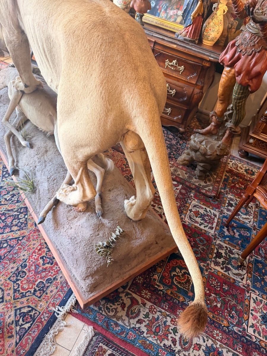 Large Taxidermied Lion -photo-2