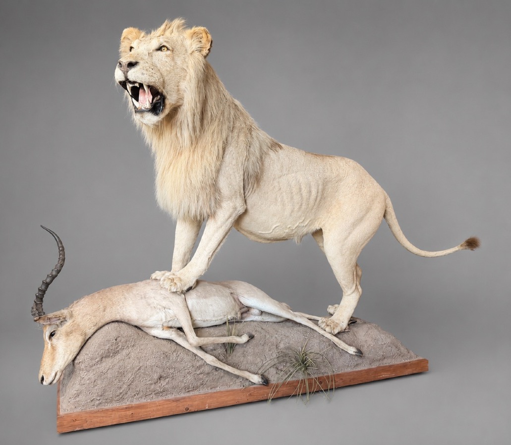 Large Taxidermied Lion 