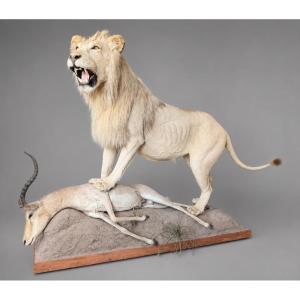 Large Taxidermied Lion