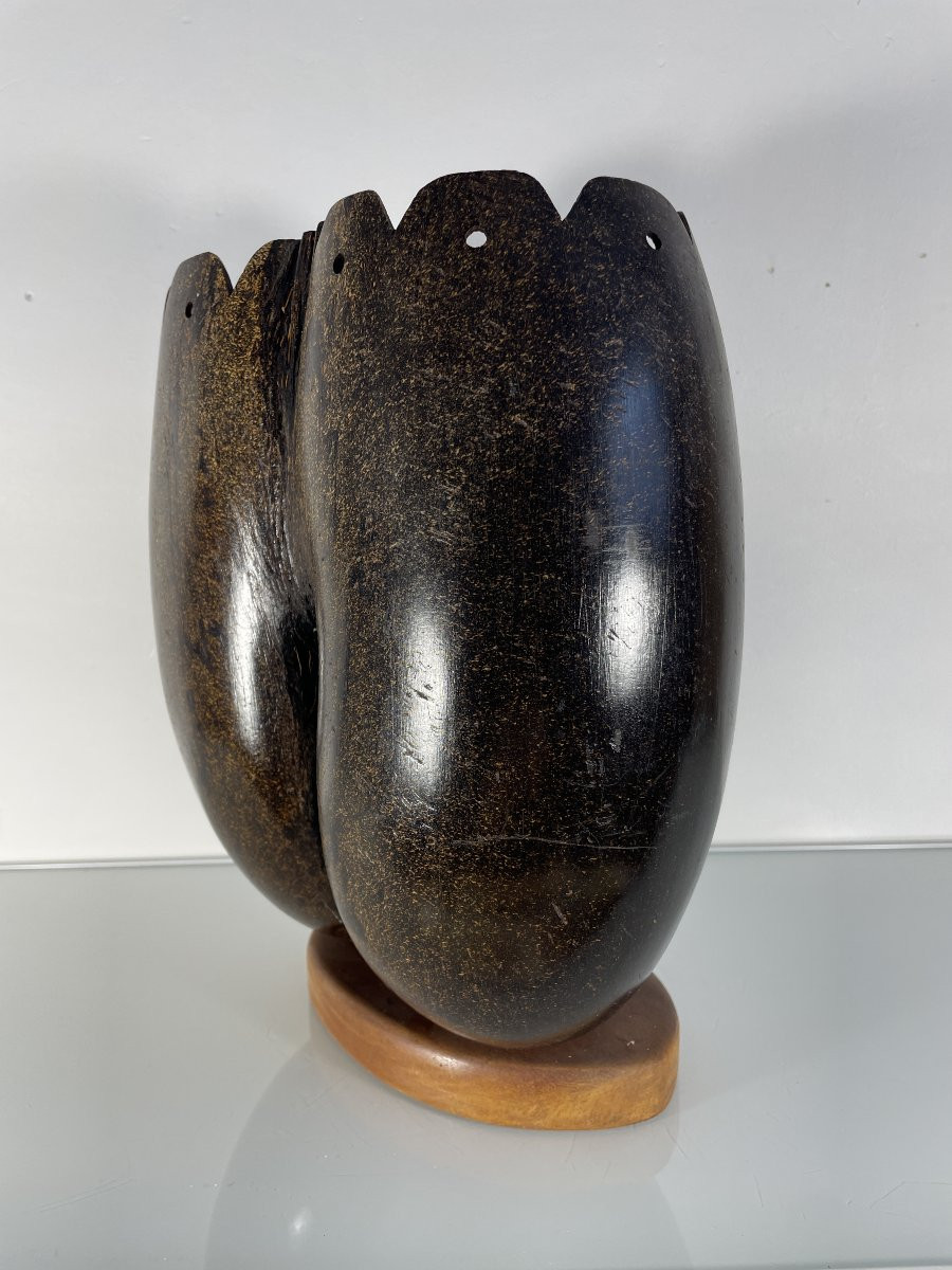 Graine de Cocotier des mers ou coco de mer - appelée aussi cocofesse-photo-3