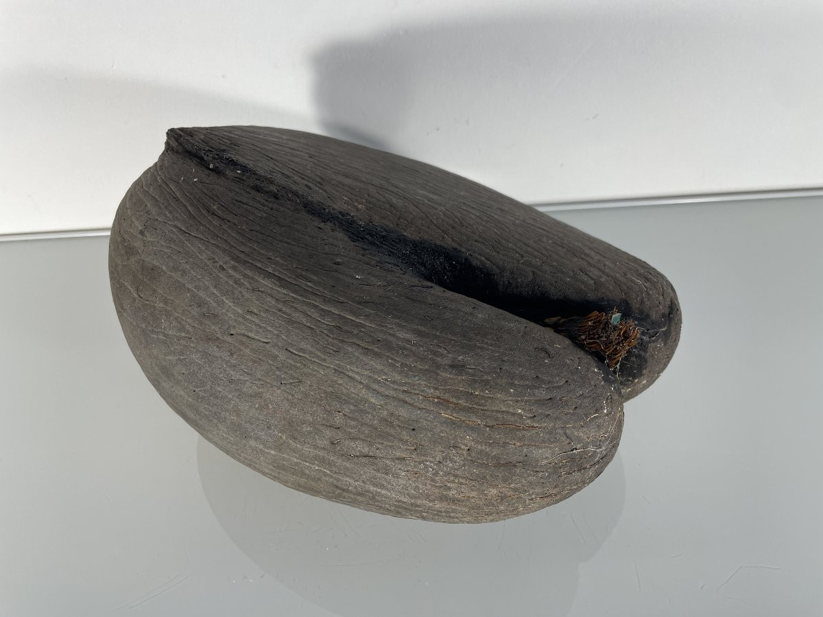 Deuxième graine de Cocotier des mers ou coco de mer - appelée aussi cocofesse-photo-3