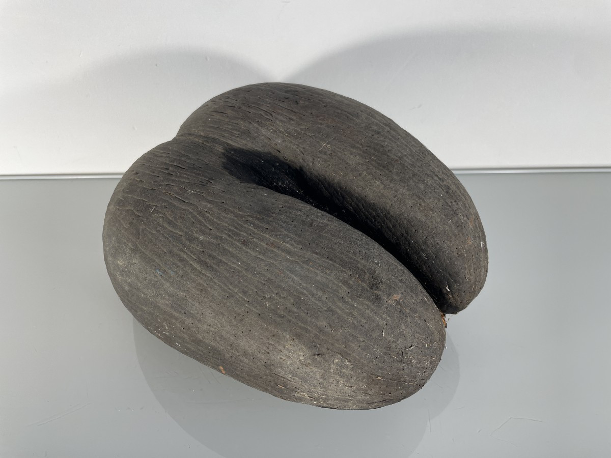 Deuxième graine de Cocotier des mers ou coco de mer - appelée aussi cocofesse