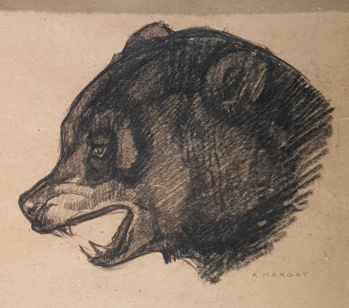 Animal Charcoal Drawing Bear By André Margat.-photo-3