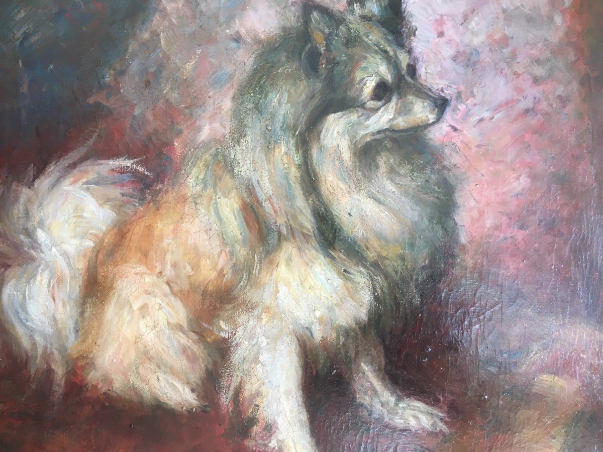 Old Dog Portrait-photo-2