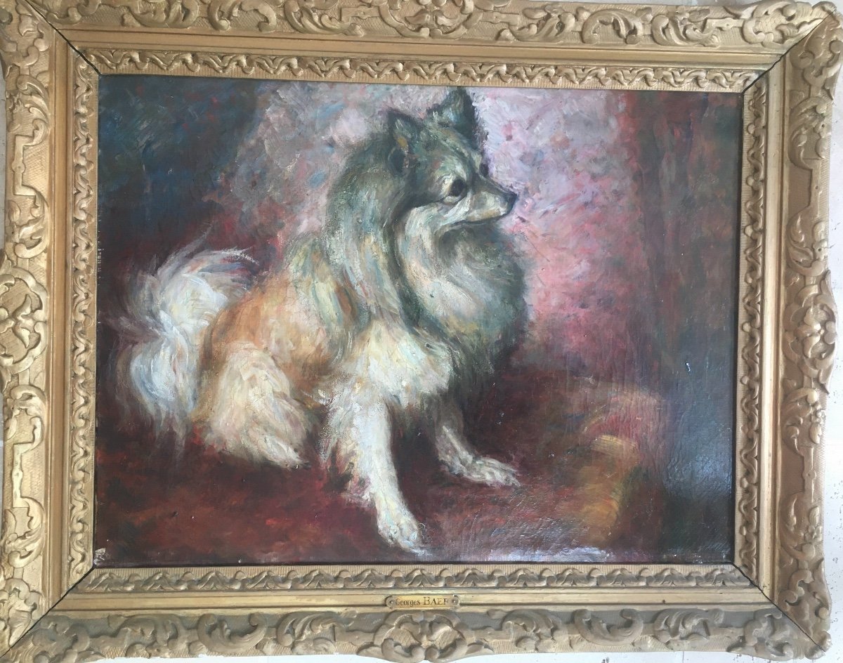 Old Dog Portrait