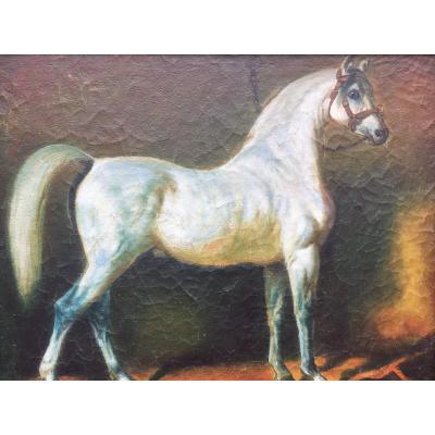 Portrait De Cheval Ancien XIX 