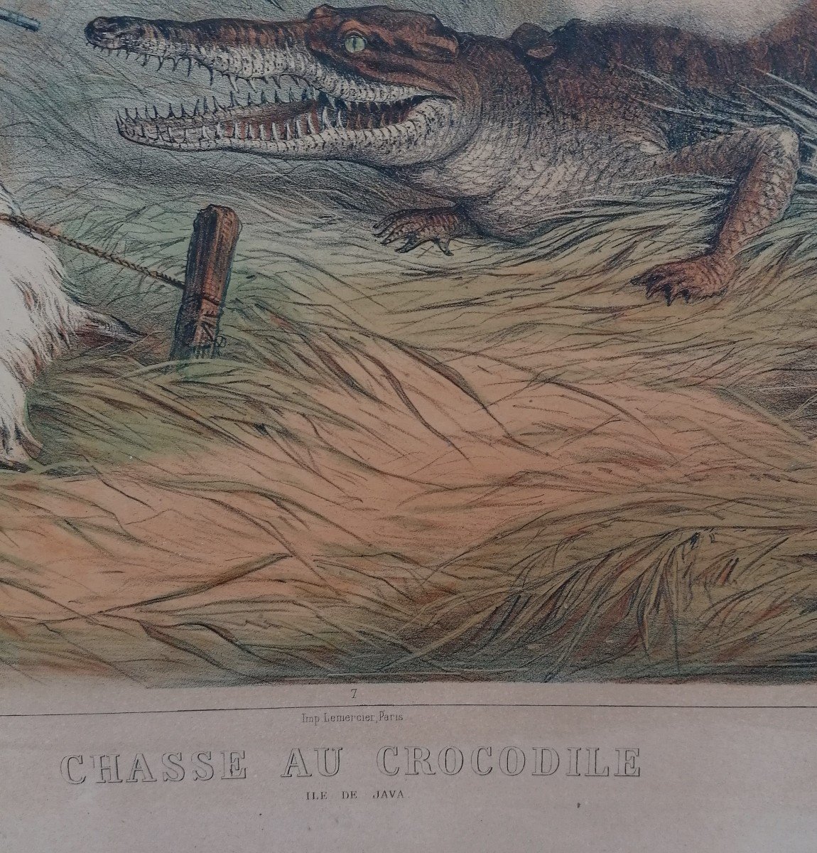 Lithographie - Chasse Au Crocodile A Java - Paris Wild - Lemercier Imprimeur - Milieu XIX Eme --photo-2