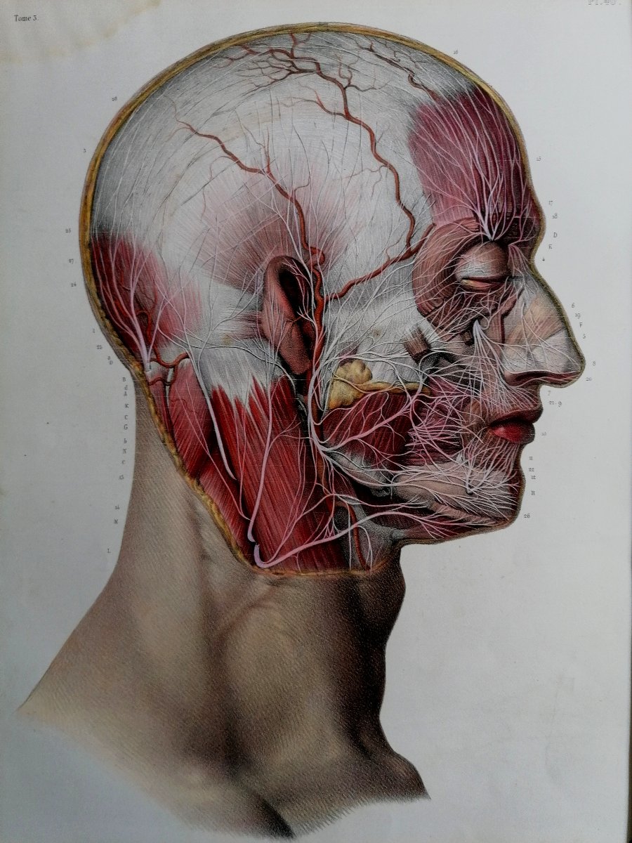 Lithography - Facial Nerf - Complete Treaty Of The Anatomy Of Men - Dr Bourgery - Nh Jacob --photo-2