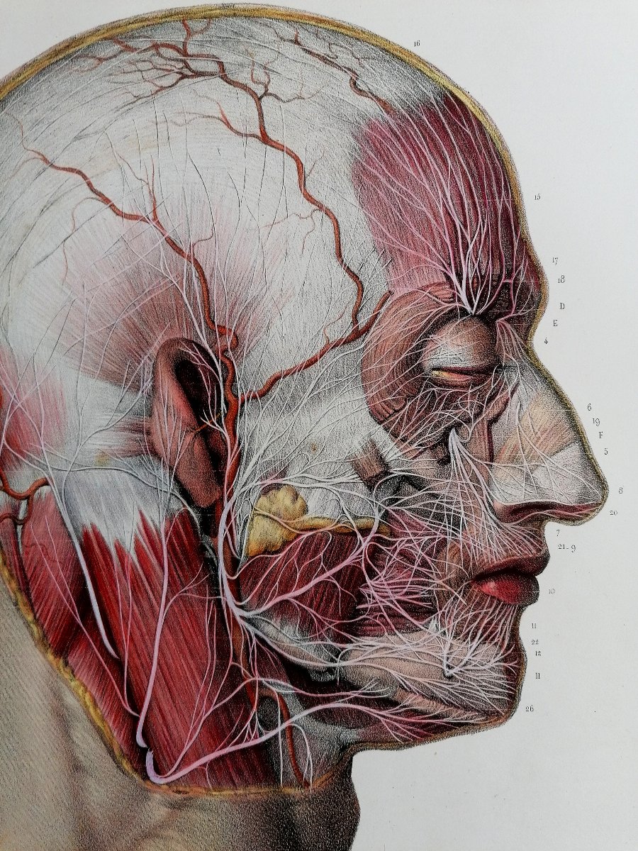 Lithography - Facial Nerf - Complete Treaty Of The Anatomy Of Men - Dr Bourgery - Nh Jacob --photo-3