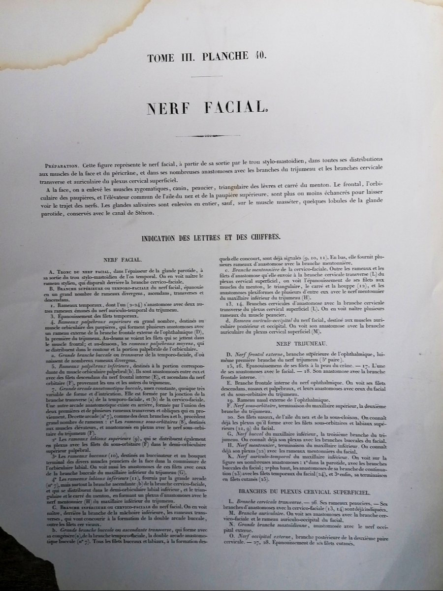 Lithography - Facial Nerf - Complete Treaty Of The Anatomy Of Men - Dr Bourgery - Nh Jacob --photo-1