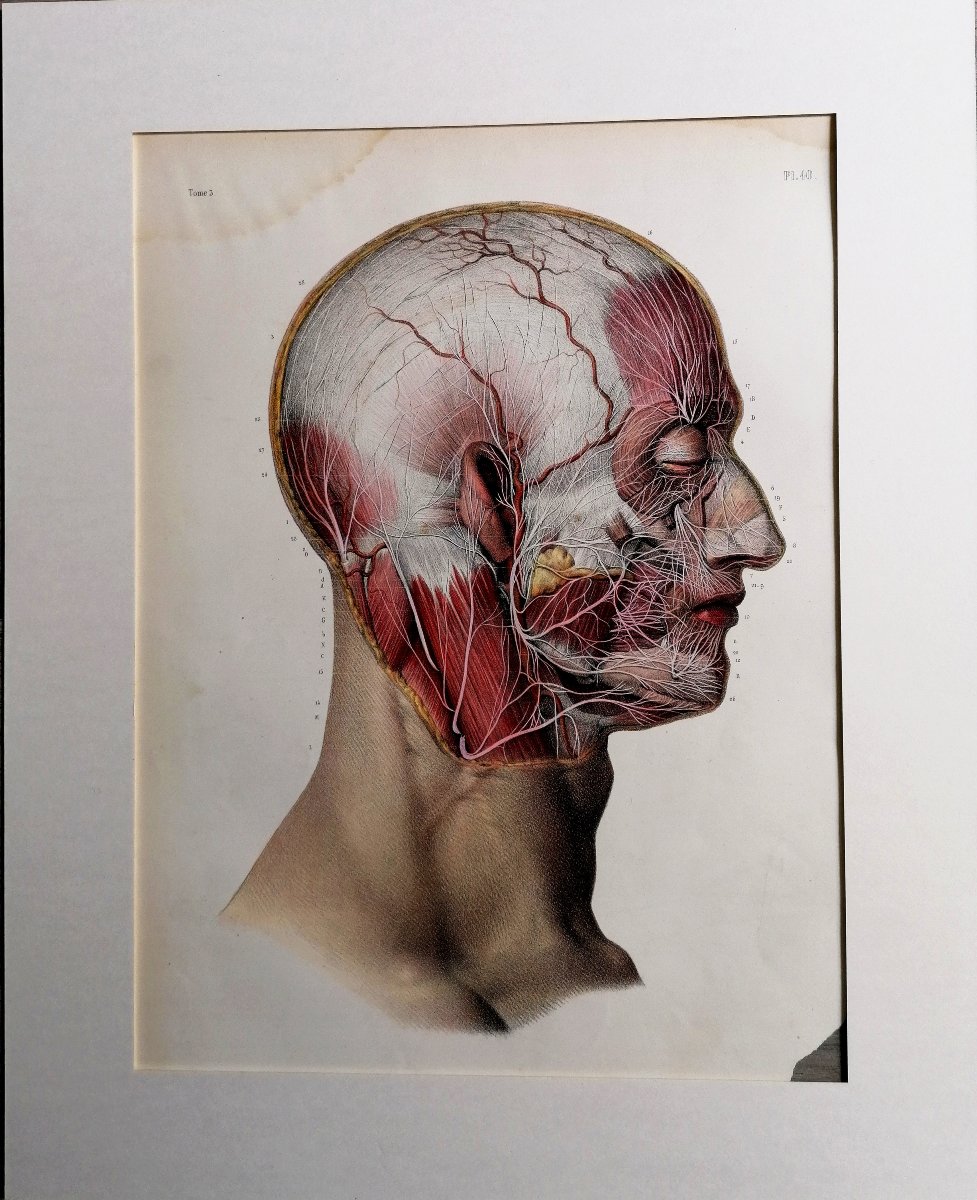 Lithography - Facial Nerf - Complete Treaty Of The Anatomy Of Men - Dr Bourgery - Nh Jacob -