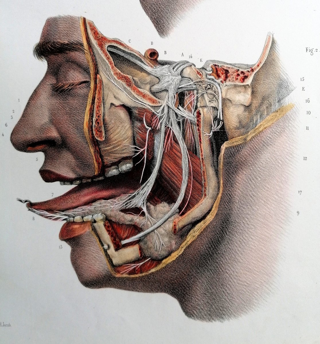 LITHOGRAPHIE - NERF TRIJUMEAU - TRAITE DE L 'ANATOMIE DE L'HOMME - Dr BOURGERY - NH JACOB --photo-2