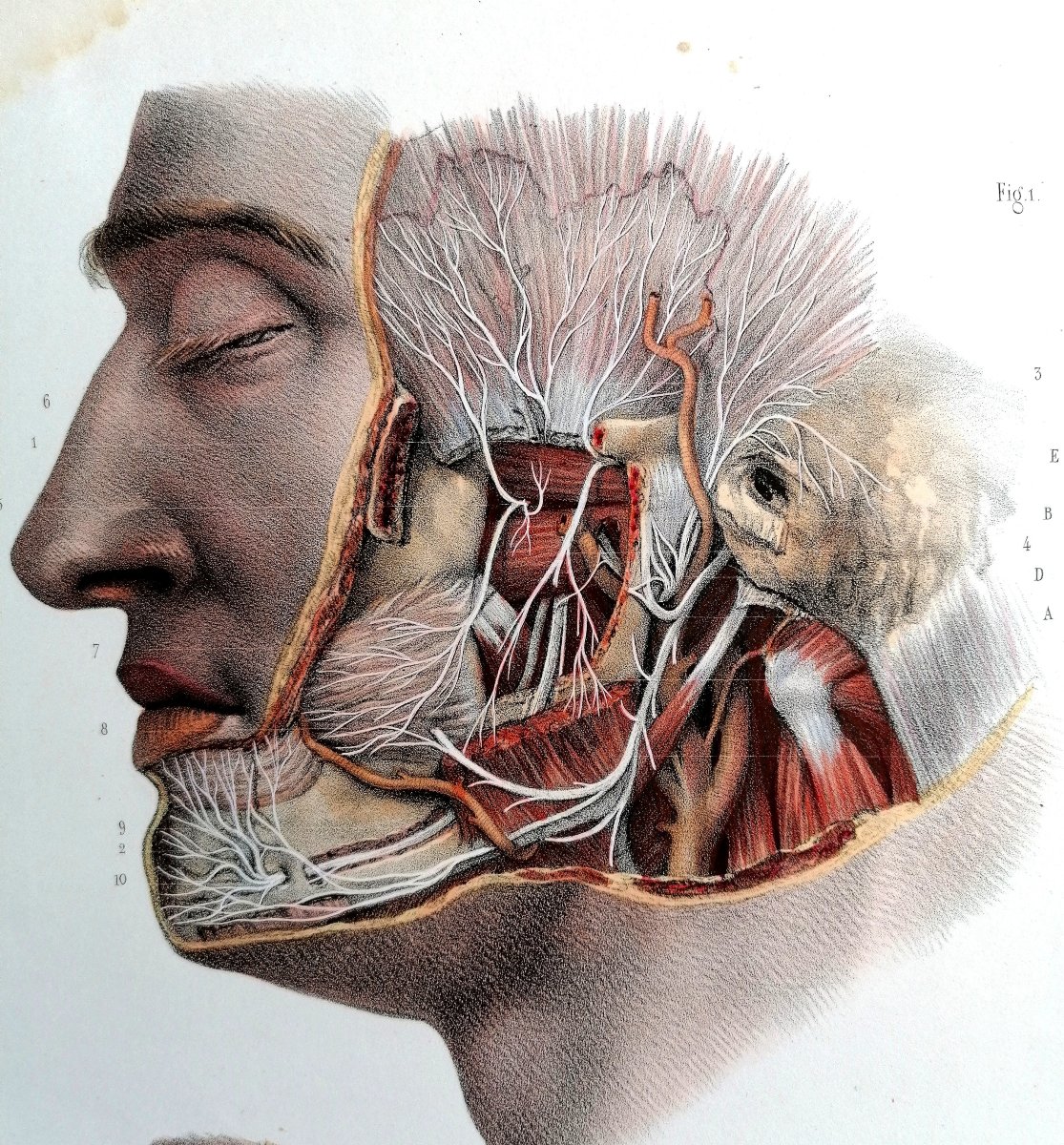 LITHOGRAPHIE - NERF TRIJUMEAU - TRAITE DE L 'ANATOMIE DE L'HOMME - Dr BOURGERY - NH JACOB --photo-3