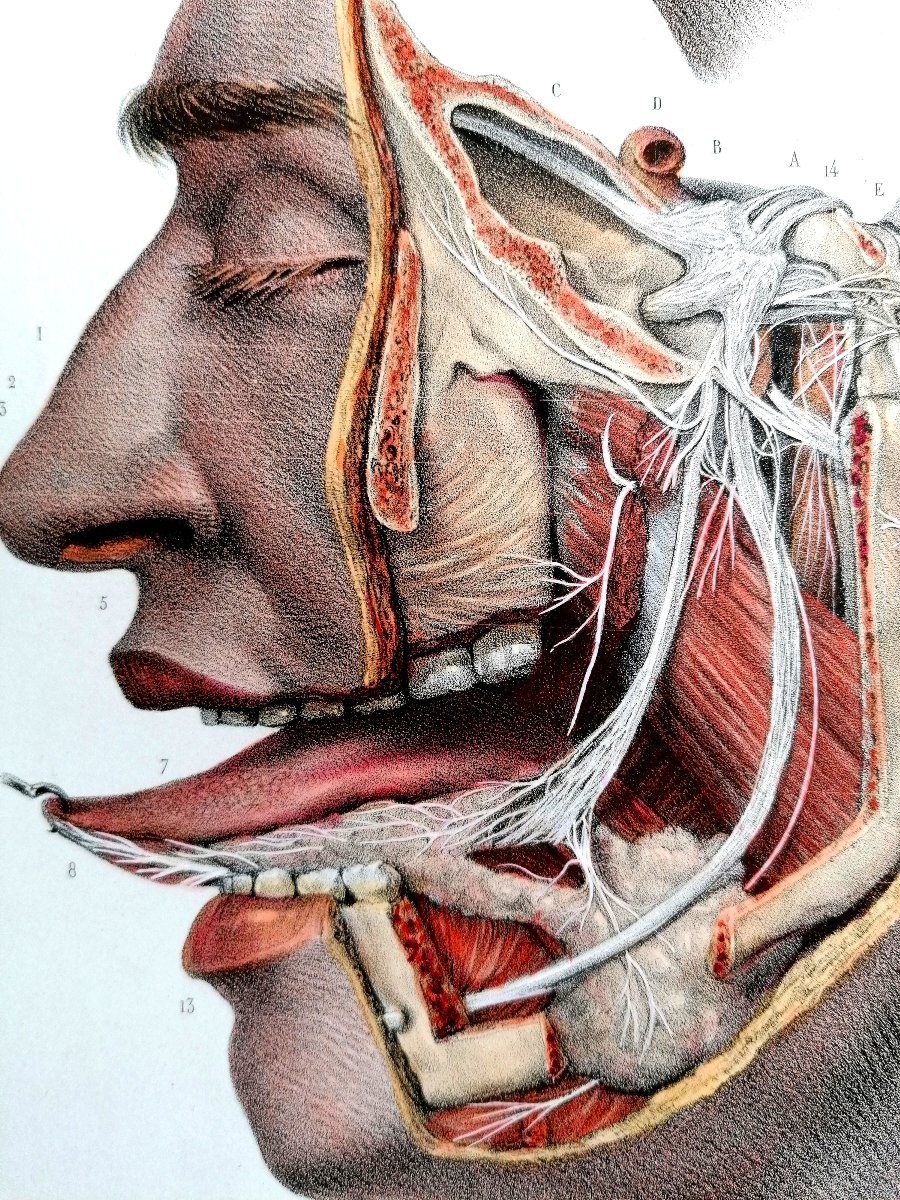 LITHOGRAPHIE - NERF TRIJUMEAU - TRAITE DE L 'ANATOMIE DE L'HOMME - Dr BOURGERY - NH JACOB --photo-2
