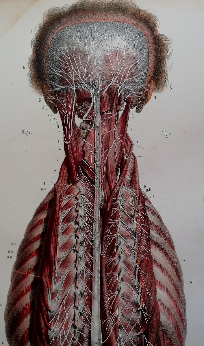 LITHOGRAPHIE - NERFS PROFONDS DOS - TRAITE DE L 'ANATOMIE DE L'HOMME - Dr BOURGERY - NH JACOB --photo-2