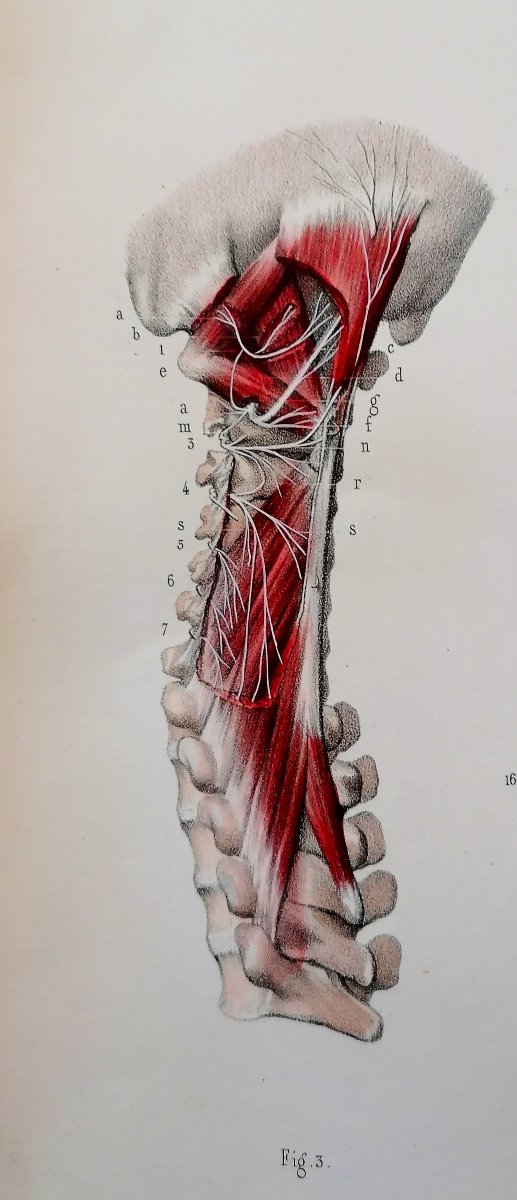 LITHOGRAPHIE - NERFS PROFONDS DOS - TRAITE DE L 'ANATOMIE DE L'HOMME - Dr BOURGERY - NH JACOB --photo-3