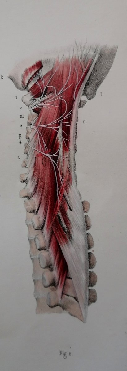LITHOGRAPHIE - NERFS PROFONDS DOS - TRAITE DE L 'ANATOMIE DE L'HOMME - Dr BOURGERY - NH JACOB --photo-4