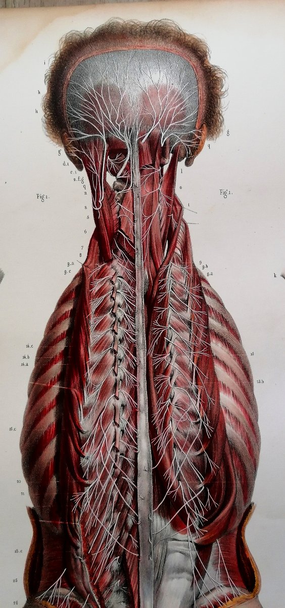 LITHOGRAPHIE - NERFS PROFONDS DOS - TRAITE DE L 'ANATOMIE DE L'HOMME - Dr BOURGERY - NH JACOB --photo-2