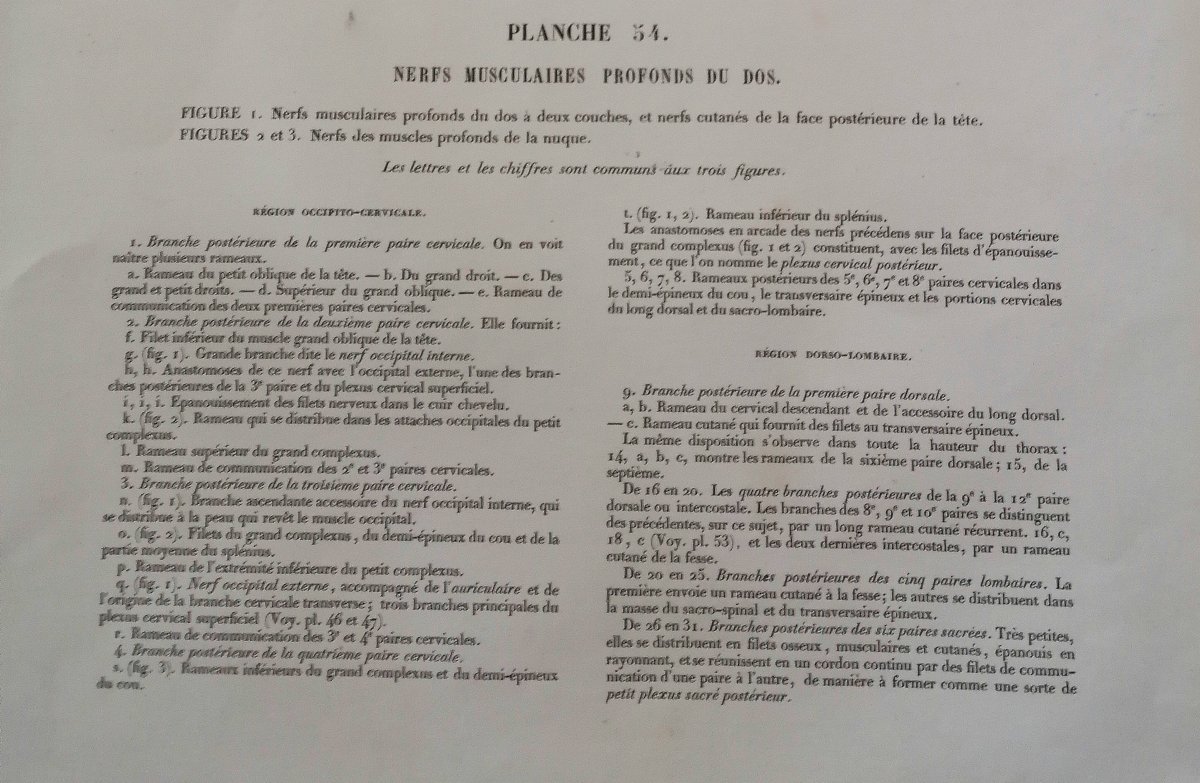 LITHOGRAPHIE - NERFS PROFONDS DOS - TRAITE DE L 'ANATOMIE DE L'HOMME - Dr BOURGERY - NH JACOB --photo-3