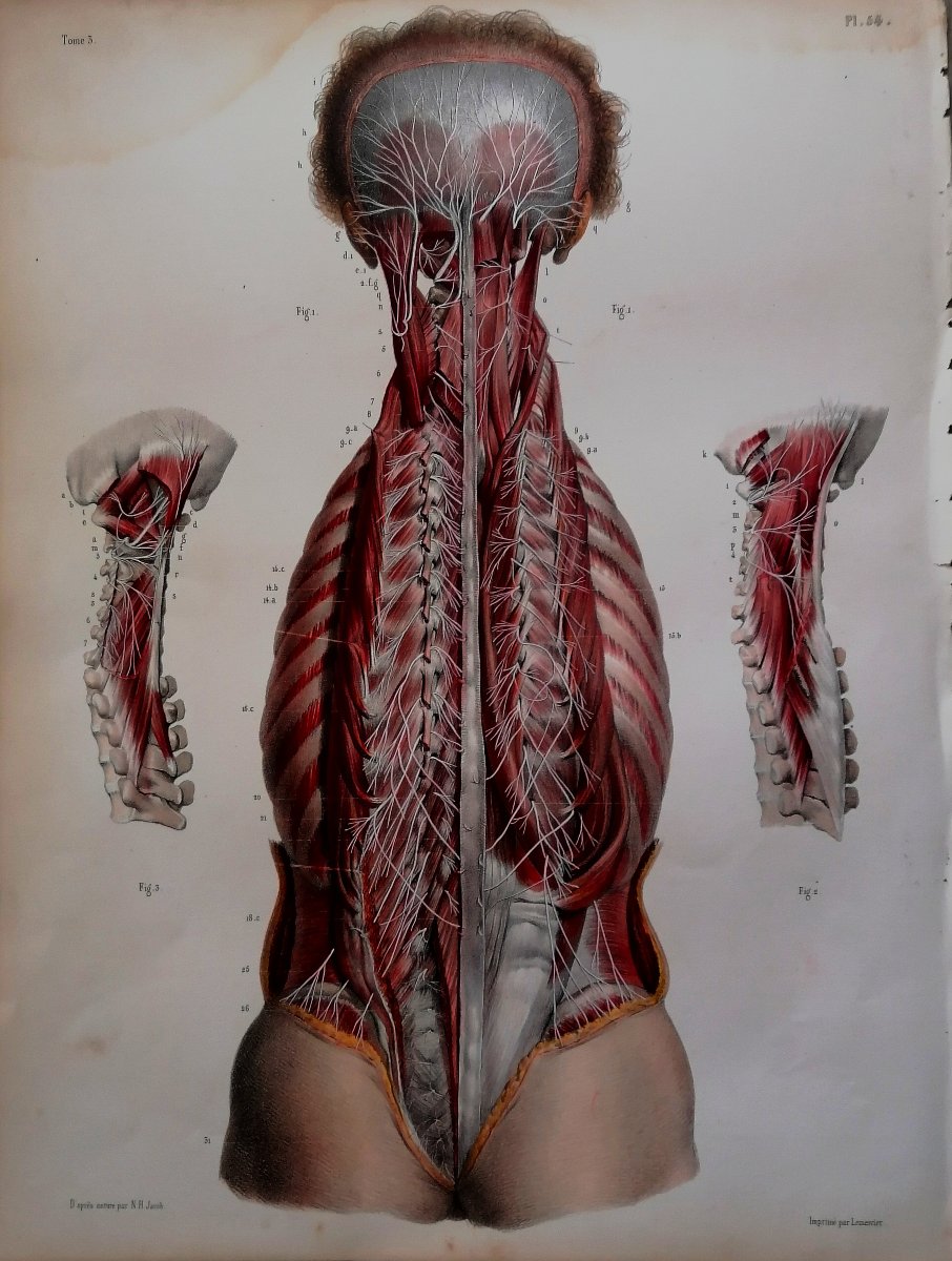 LITHOGRAPHIE - NERFS PROFONDS DOS - TRAITE DE L 'ANATOMIE DE L'HOMME - Dr BOURGERY - NH JACOB -