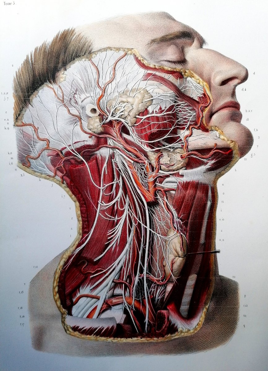 LITHOGRAPHIE - CERVICO-FACIALE - TRAITE DE L 'ANATOMIE DE L'HOMME - Dr BOURGERY - NH JACOB --photo-2