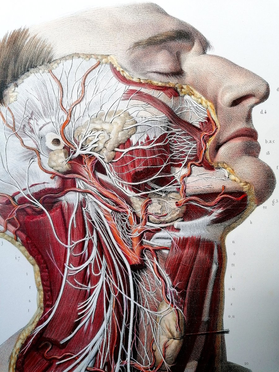 LITHOGRAPHIE - CERVICO-FACIALE - TRAITE DE L 'ANATOMIE DE L'HOMME - Dr BOURGERY - NH JACOB --photo-3