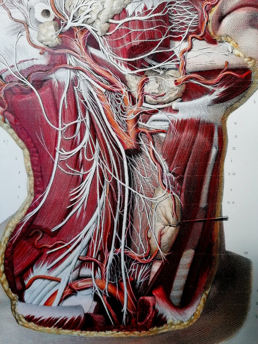 LITHOGRAPHIE - CERVICO-FACIALE - TRAITE DE L 'ANATOMIE DE L'HOMME - Dr BOURGERY - NH JACOB --photo-4
