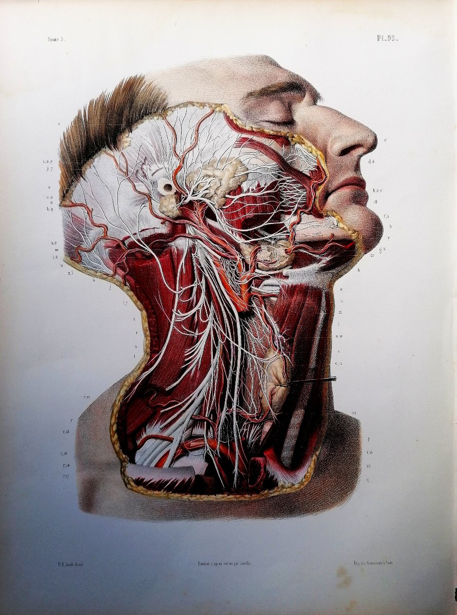 LITHOGRAPHIE - CERVICO-FACIALE - TRAITE DE L 'ANATOMIE DE L'HOMME - Dr BOURGERY - NH JACOB -