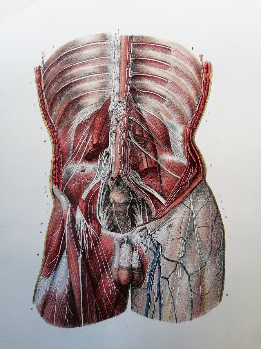 LITHOGRAPHIE - PLEXUX LOMBAIRES - TRAITE DE L 'ANATOMIE DE L'HOMME - Dr BOURGERY - NH JACOB --photo-2