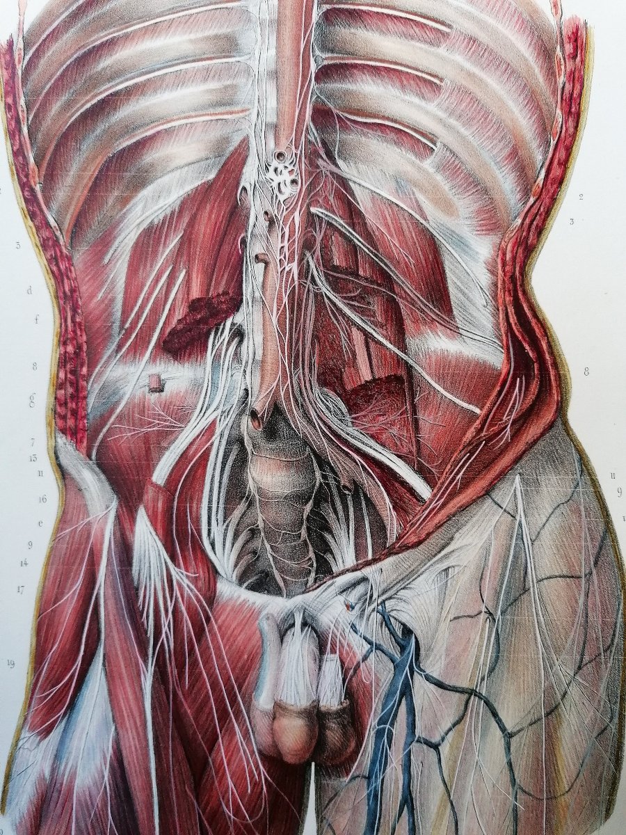 LITHOGRAPHIE - PLEXUX LOMBAIRES - TRAITE DE L 'ANATOMIE DE L'HOMME - Dr BOURGERY - NH JACOB --photo-3