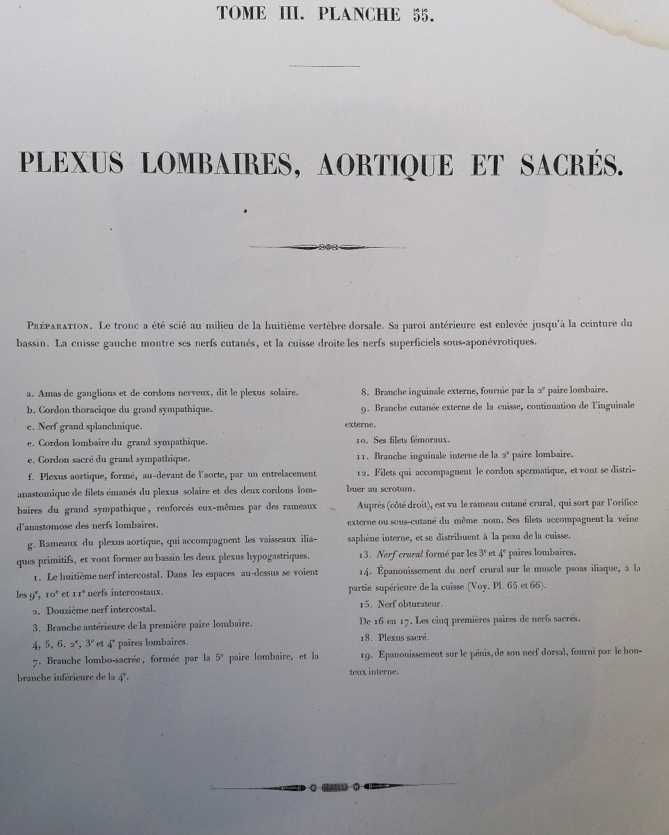 LITHOGRAPHIE - PLEXUX LOMBAIRES - TRAITE DE L 'ANATOMIE DE L'HOMME - Dr BOURGERY - NH JACOB --photo-4