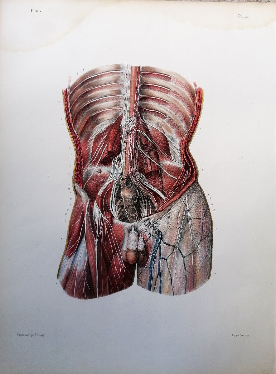 LITHOGRAPHIE - PLEXUX LOMBAIRES - TRAITE DE L 'ANATOMIE DE L'HOMME - Dr BOURGERY - NH JACOB -