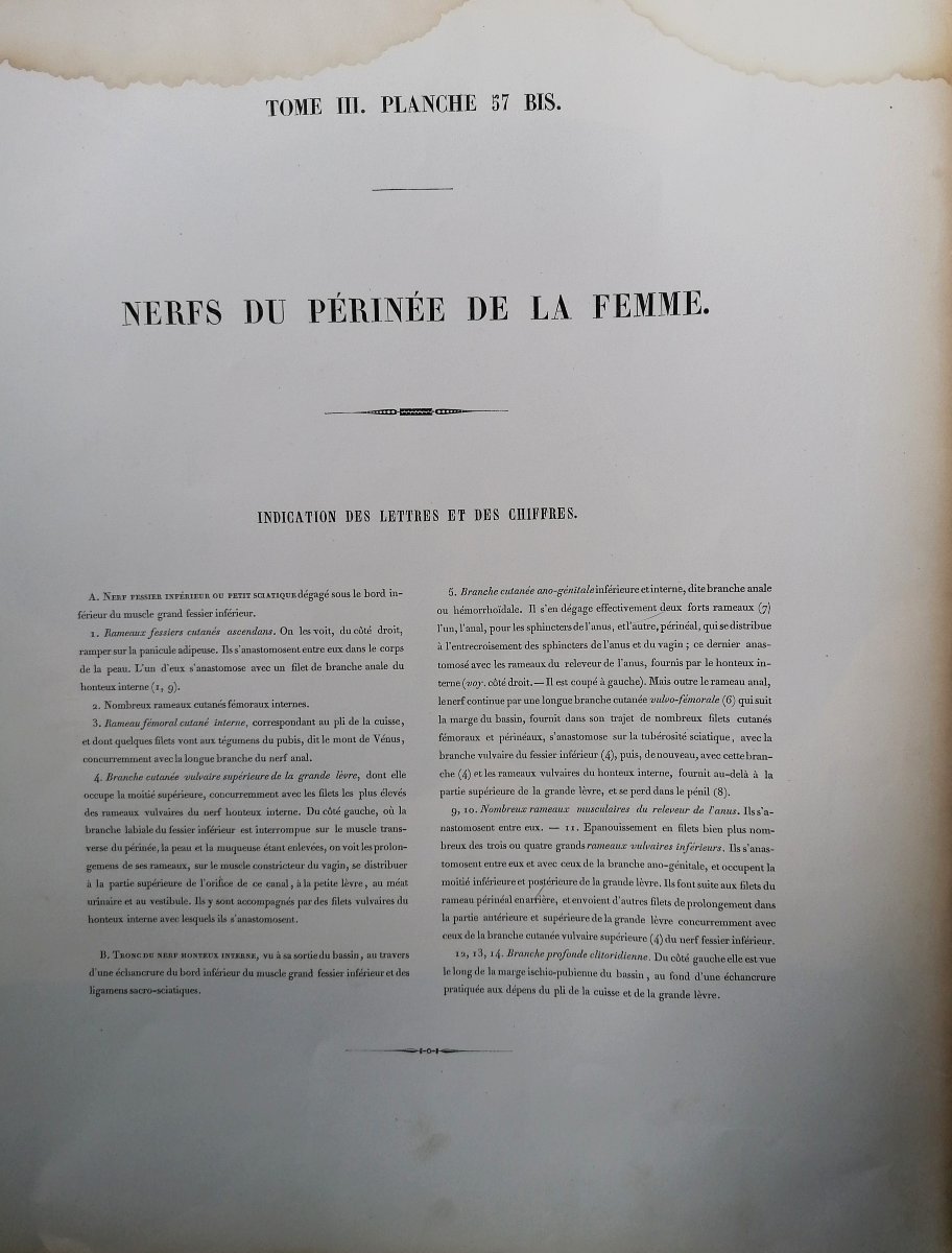 LITHOGRAPHIE - PERINEE DE LA FEMME- TRAITE DE L 'ANATOMIE DE L'HOMME - Dr BOURGERY - NH JACOB --photo-1